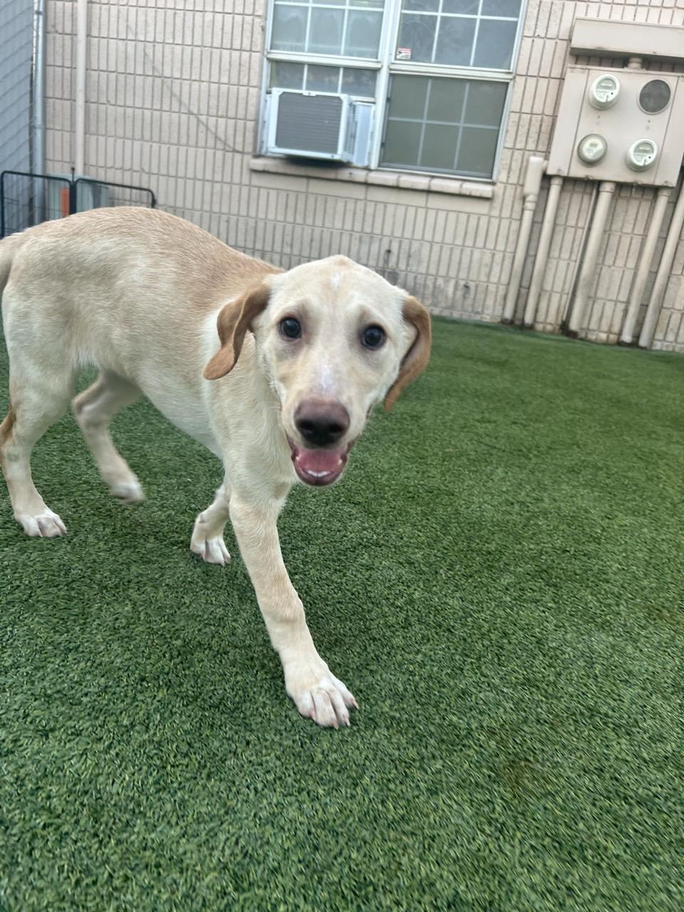 Biscuit, a ADOPTABLE mixed breed in Orem, UT image 1/6