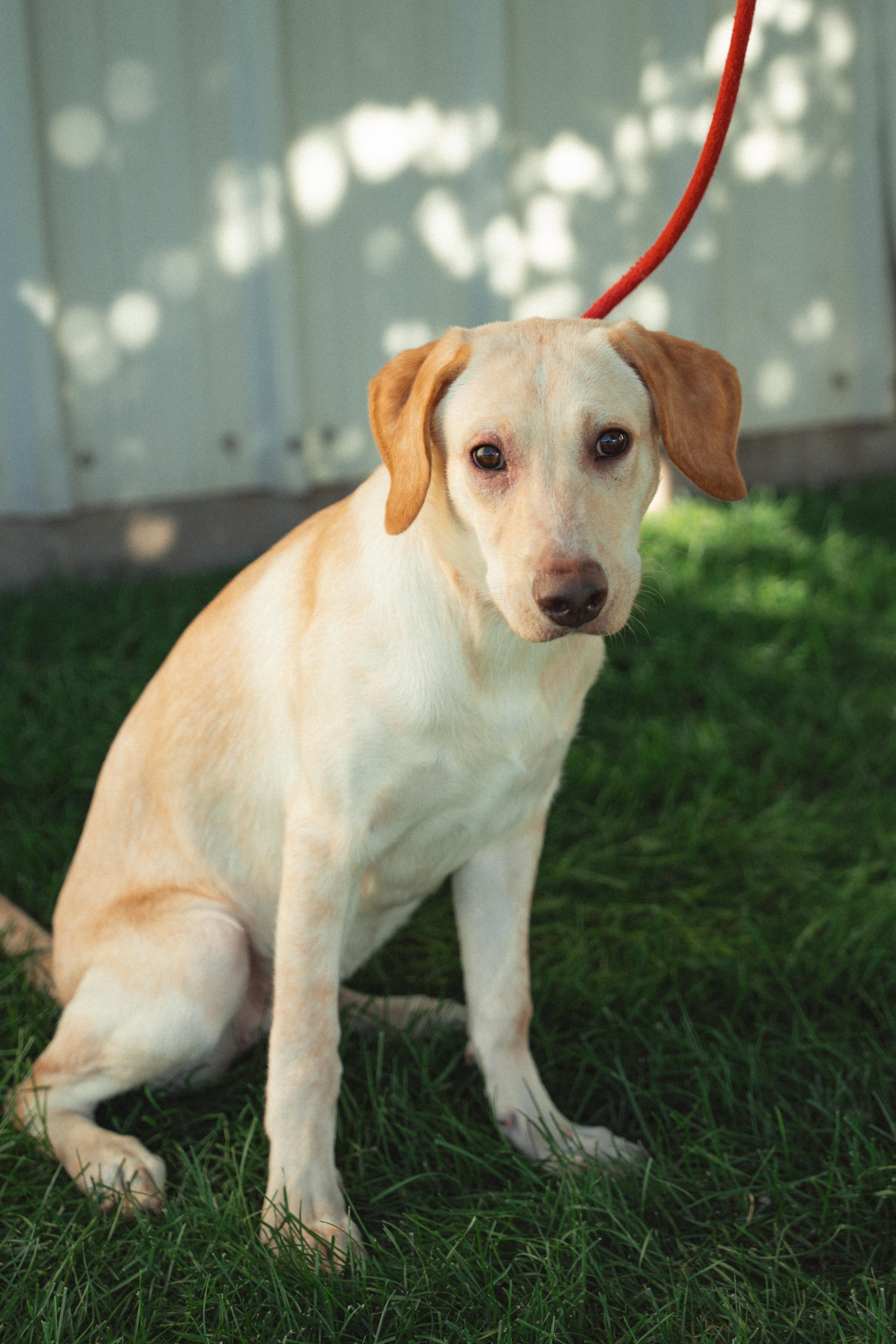 Enlarge Biscuit, a ADOPTABLE mixed breed in Orem, UT image 6/6
