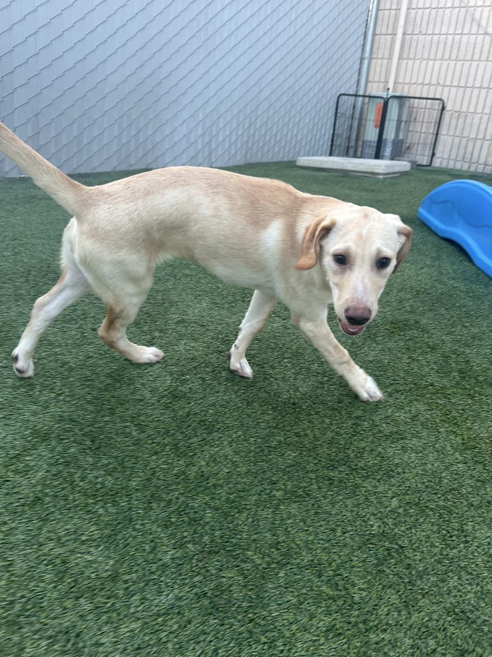 Biscuit, a ADOPTABLE mixed breed in Orem, UT image 2/6