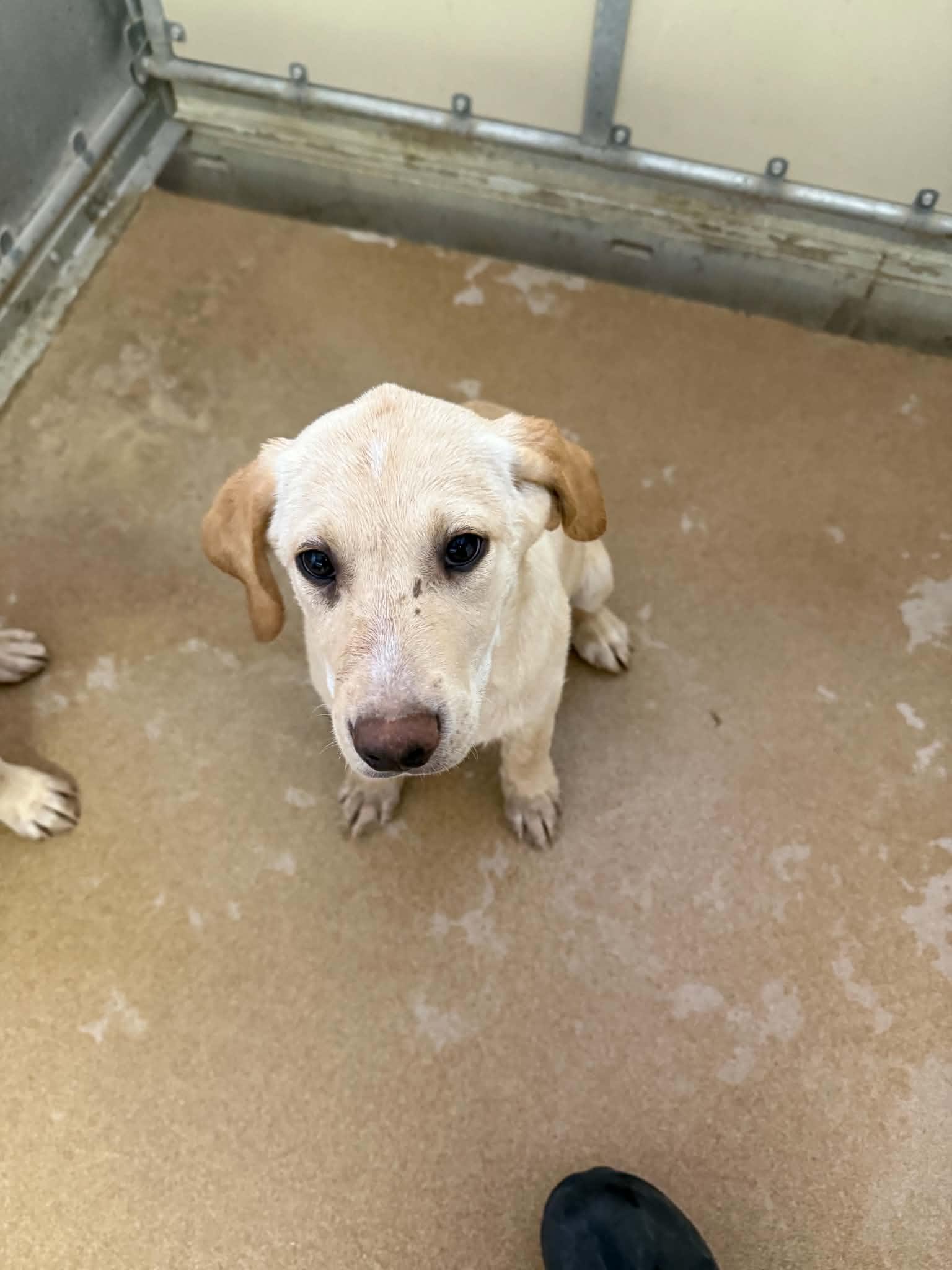Biscuit, a ADOPTABLE mixed breed in Orem, UT image 6/6