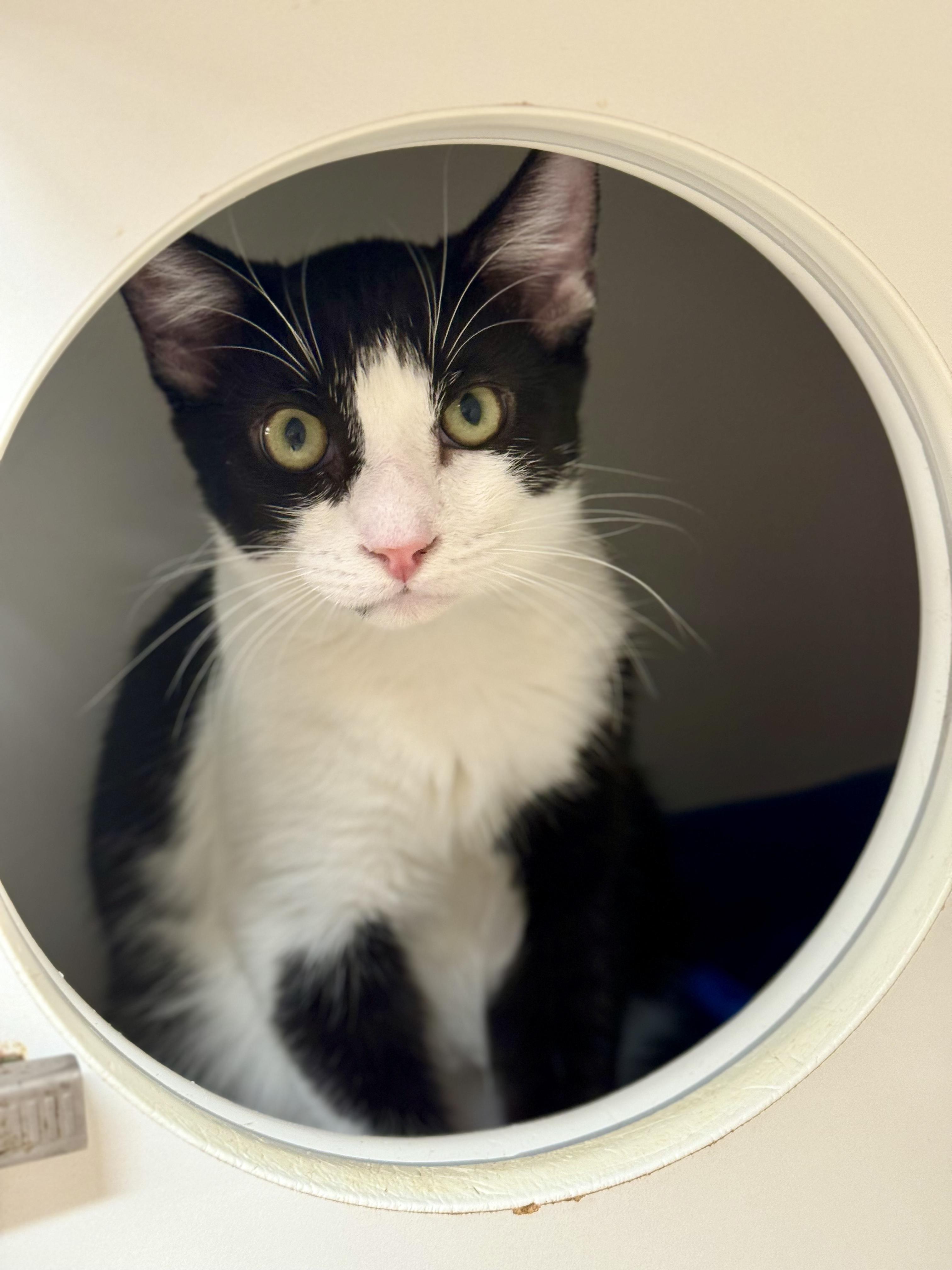 Cat for adoption *Chili, a Domestic Short Hair in Red Bluff, CA