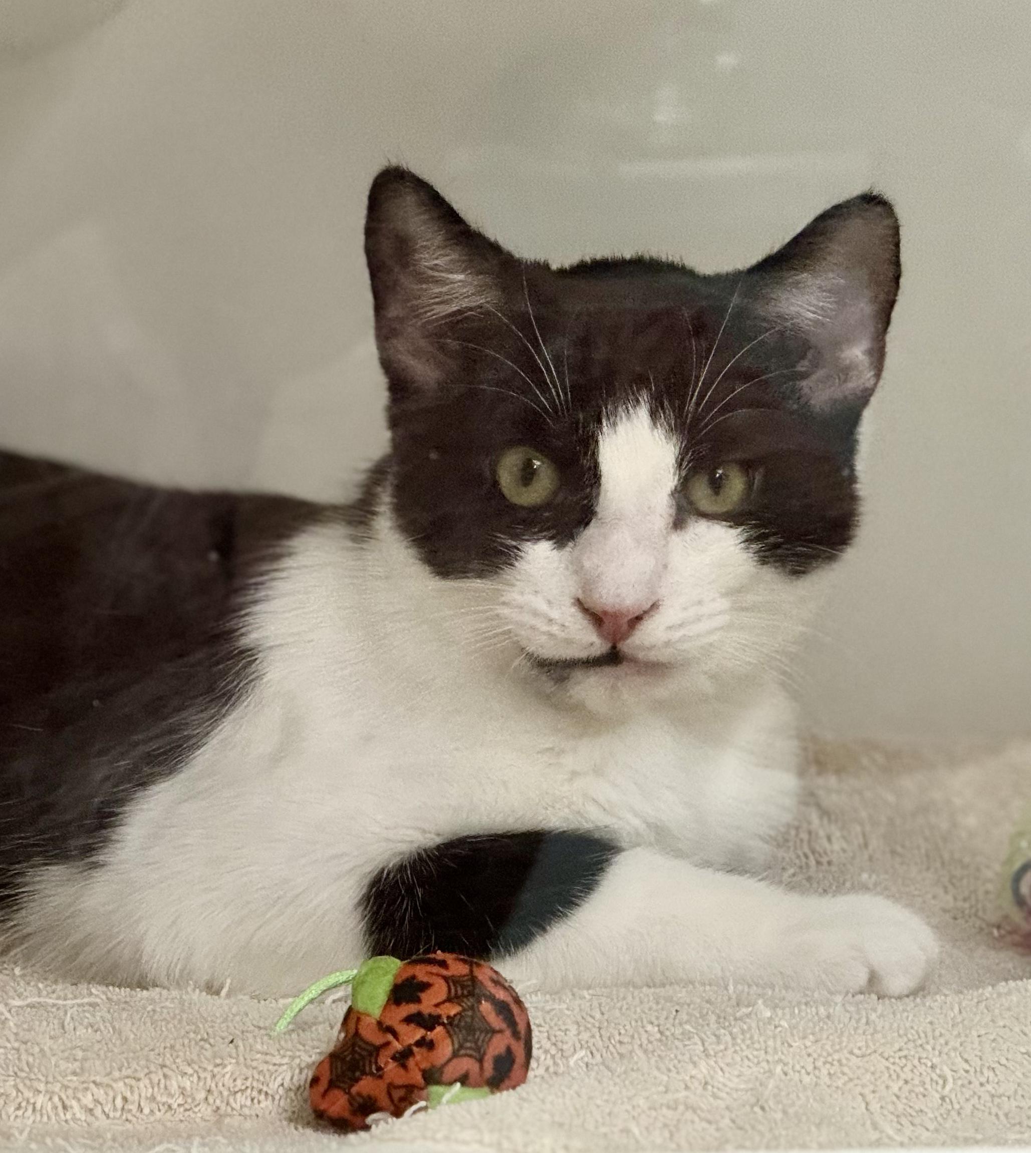 Cat for adoption *Chili, a Domestic Short Hair in Red Bluff, CA