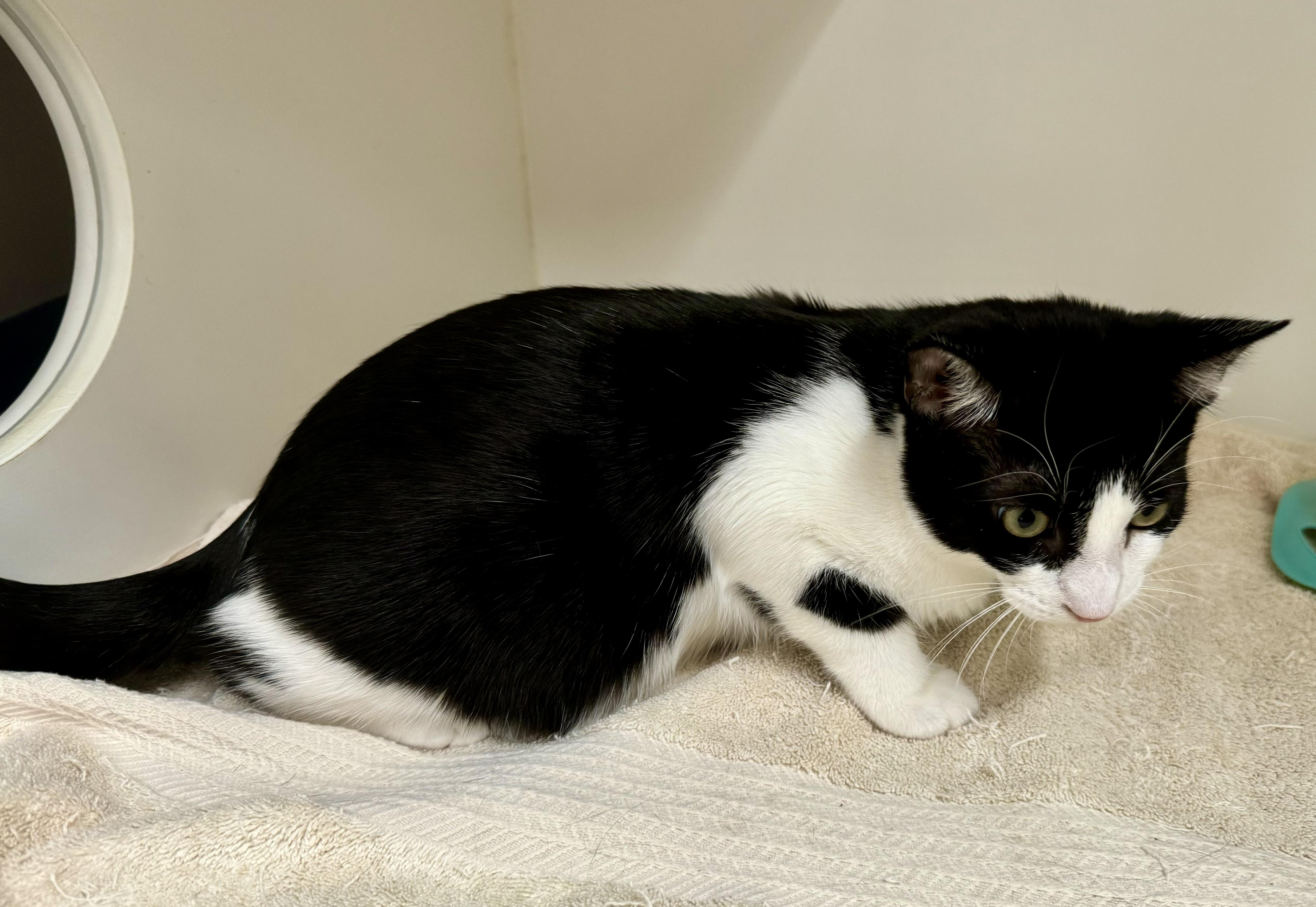 Cat for adoption *Chili, a Domestic Short Hair in Red Bluff, CA