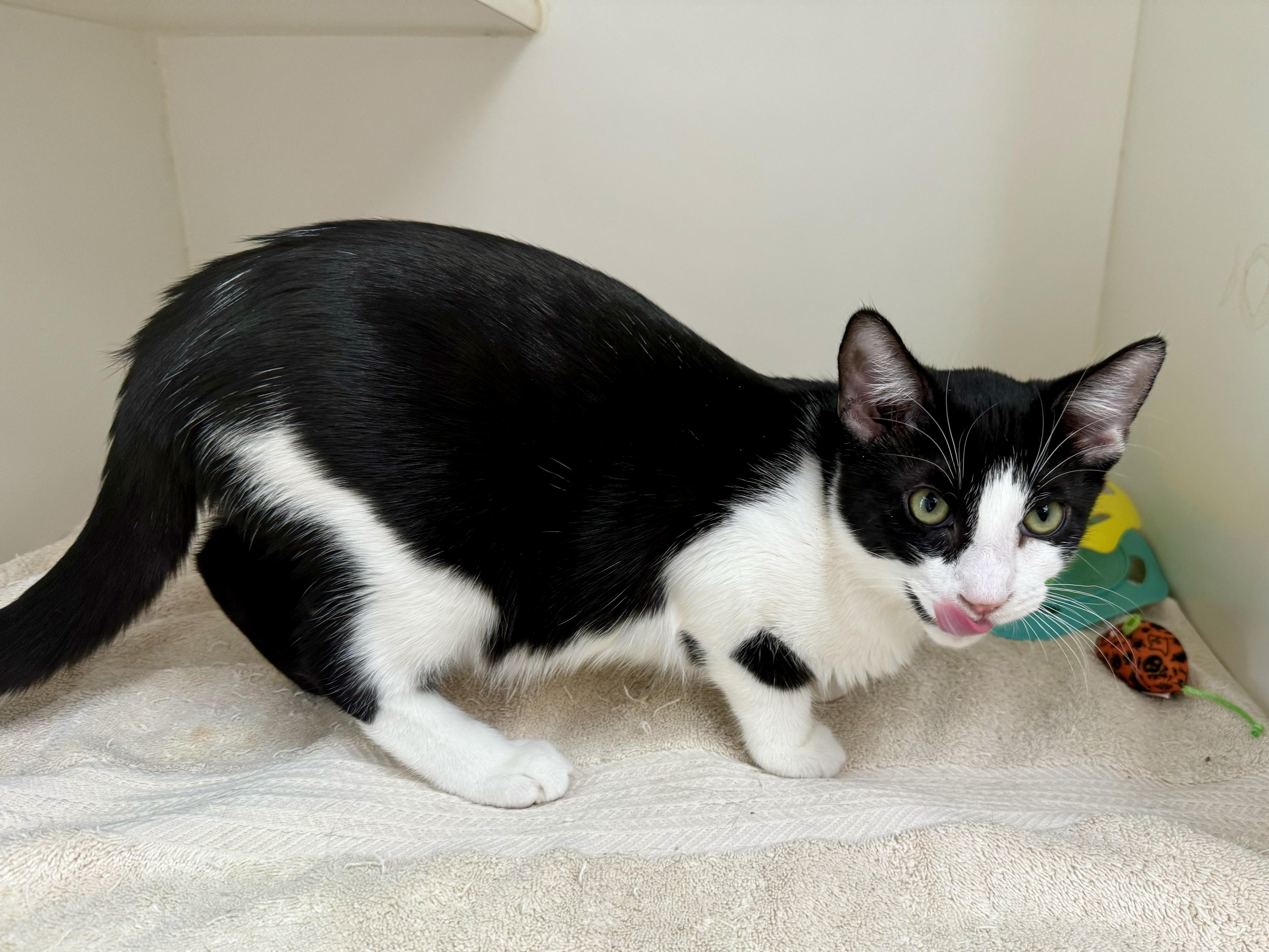 Cat for adoption *Chili, a Domestic Short Hair in Red Bluff, CA