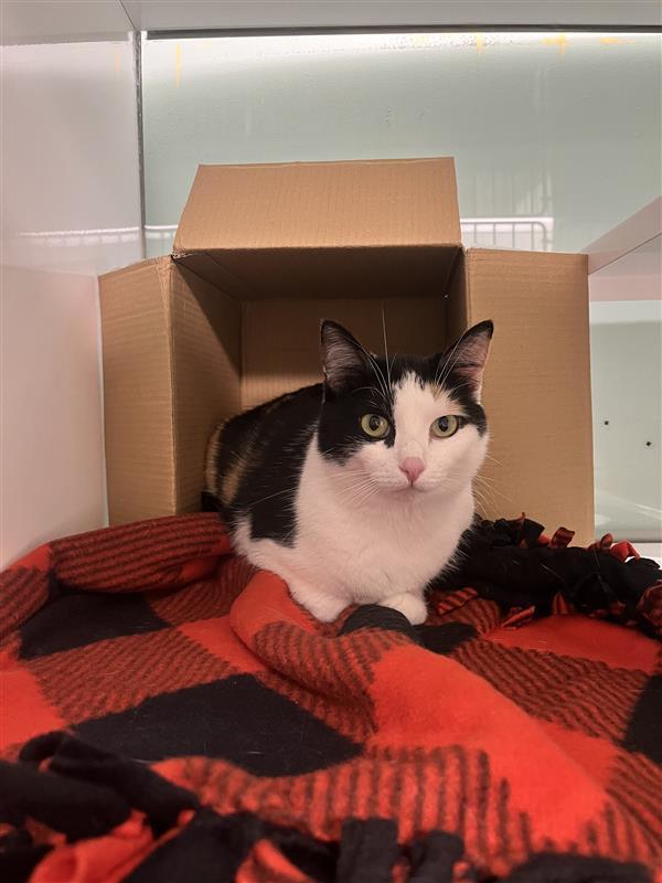 Klaus, Adopted, Adult Female Domestic Short Hair.