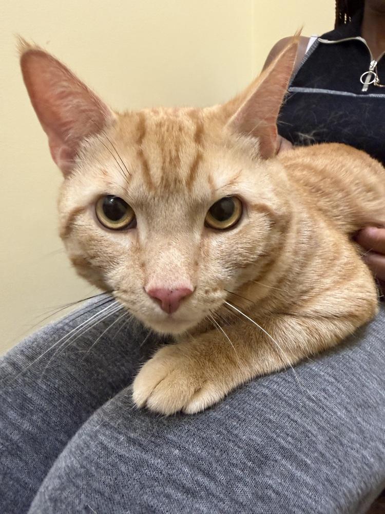 Enlarge Fredo, a Adoptable mixed breed in Carrollton, VA image 1/1