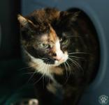 Piper, ADOPTABLE, Adult Female Domestic Short Hair.