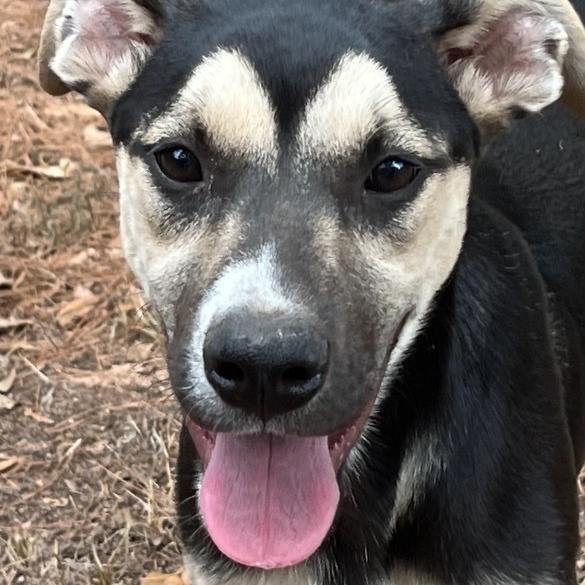 Smudge, Adoptable, Puppy Male Mixed Breed.
