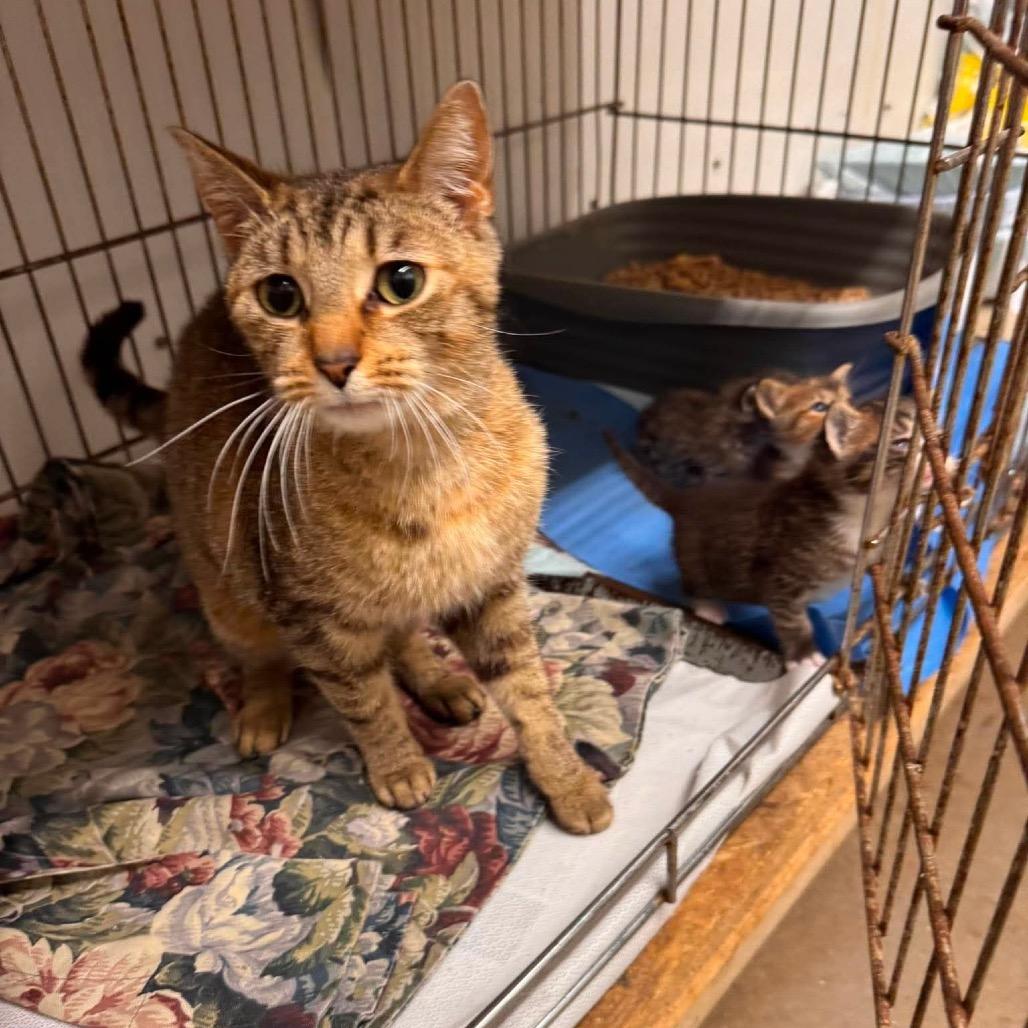 Holly, Adoptable, Young Female Domestic Short Hair.