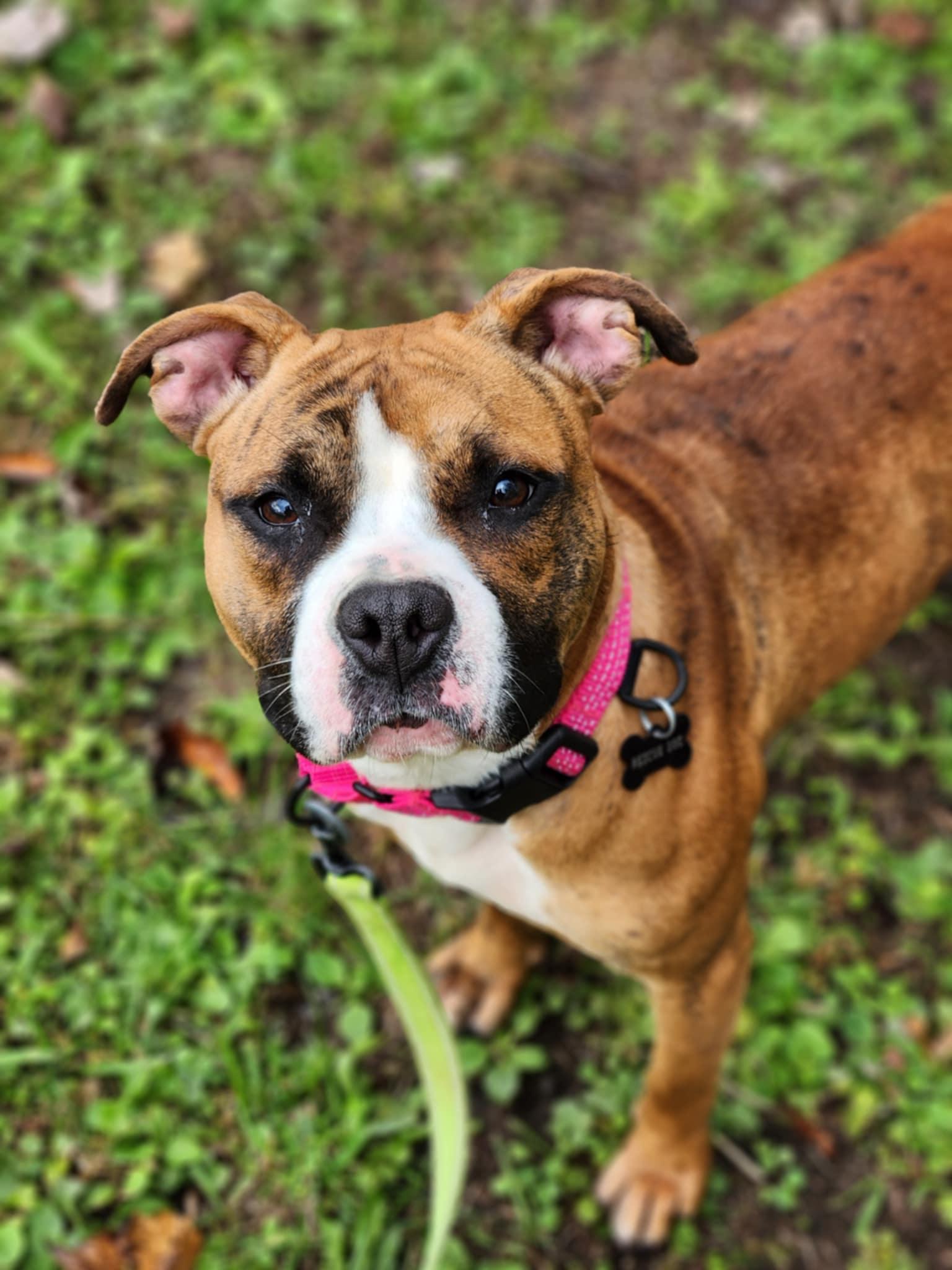 Morticia, a Adoptable mixed breed in Youngstown, OH image 3/5