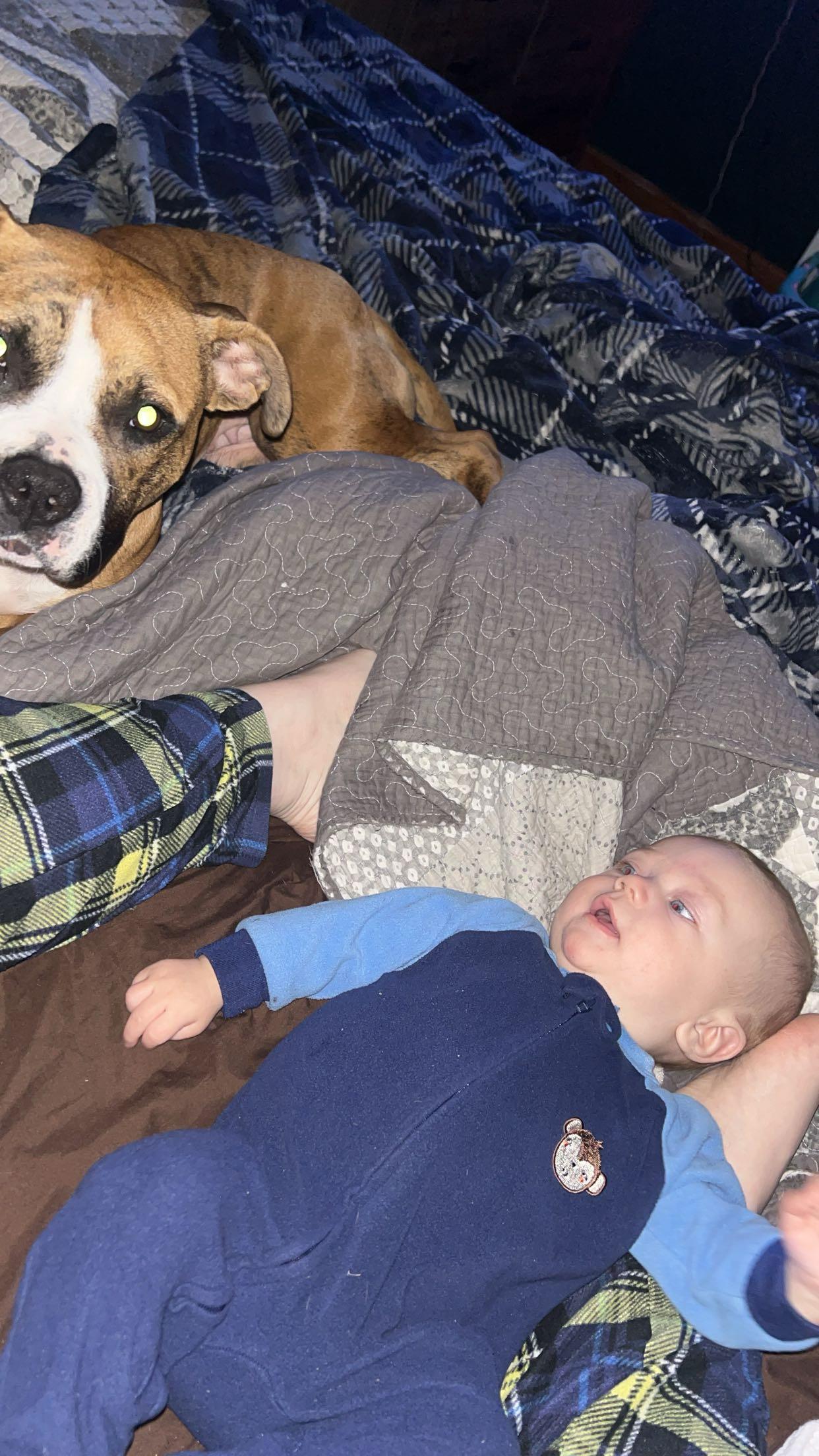 Morticia, a Adoptable mixed breed in Youngstown, OH image 4/5