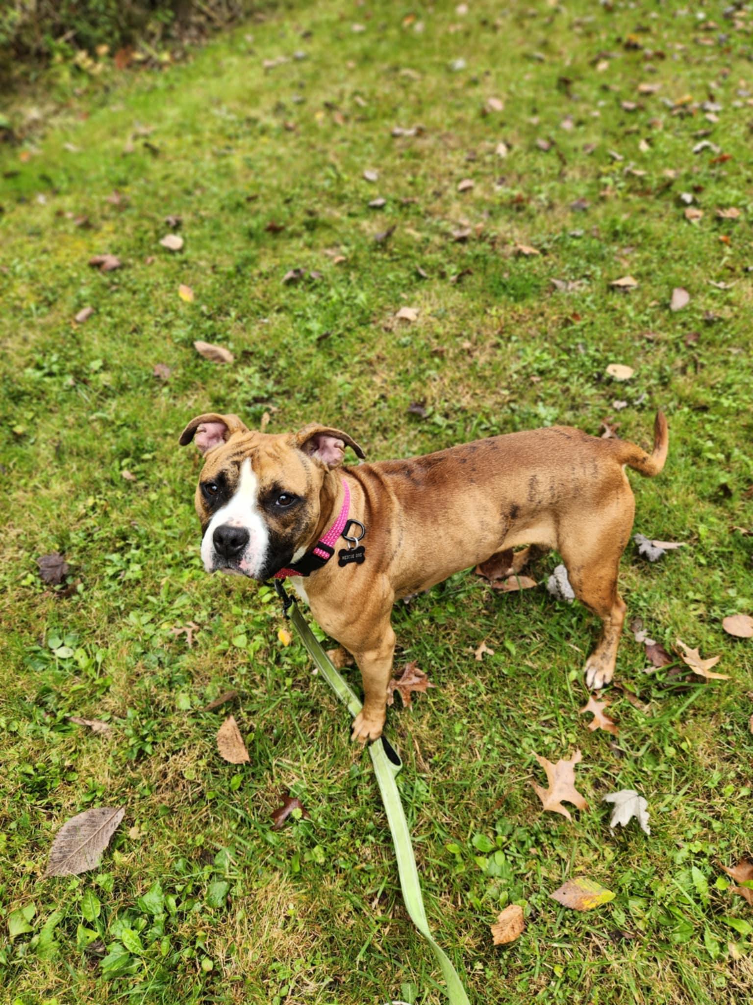 Morticia, a Adoptable mixed breed in Youngstown, OH image 5/5