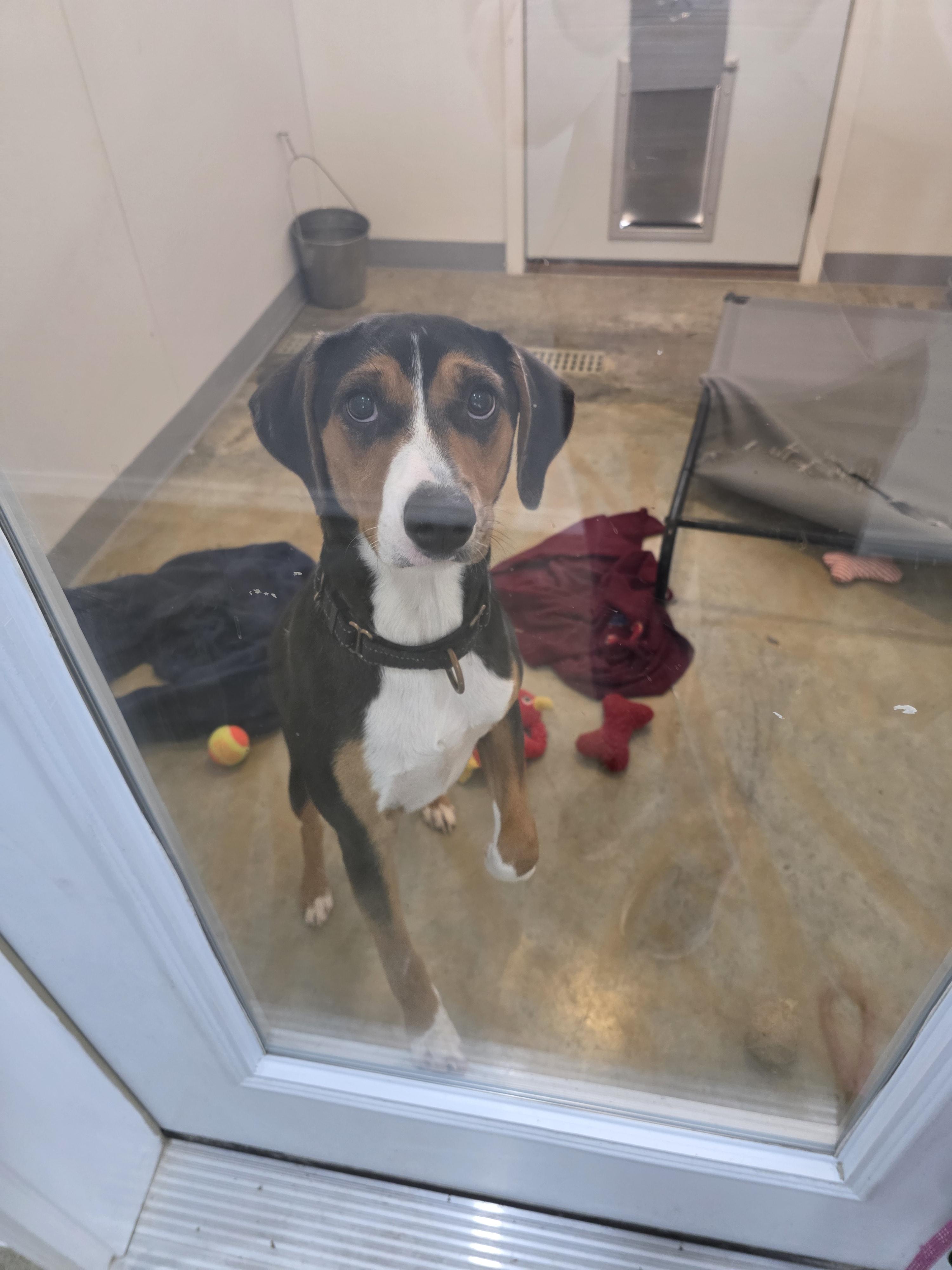 Koy, an adopted mixed breed in Jackson, MO image 1/3