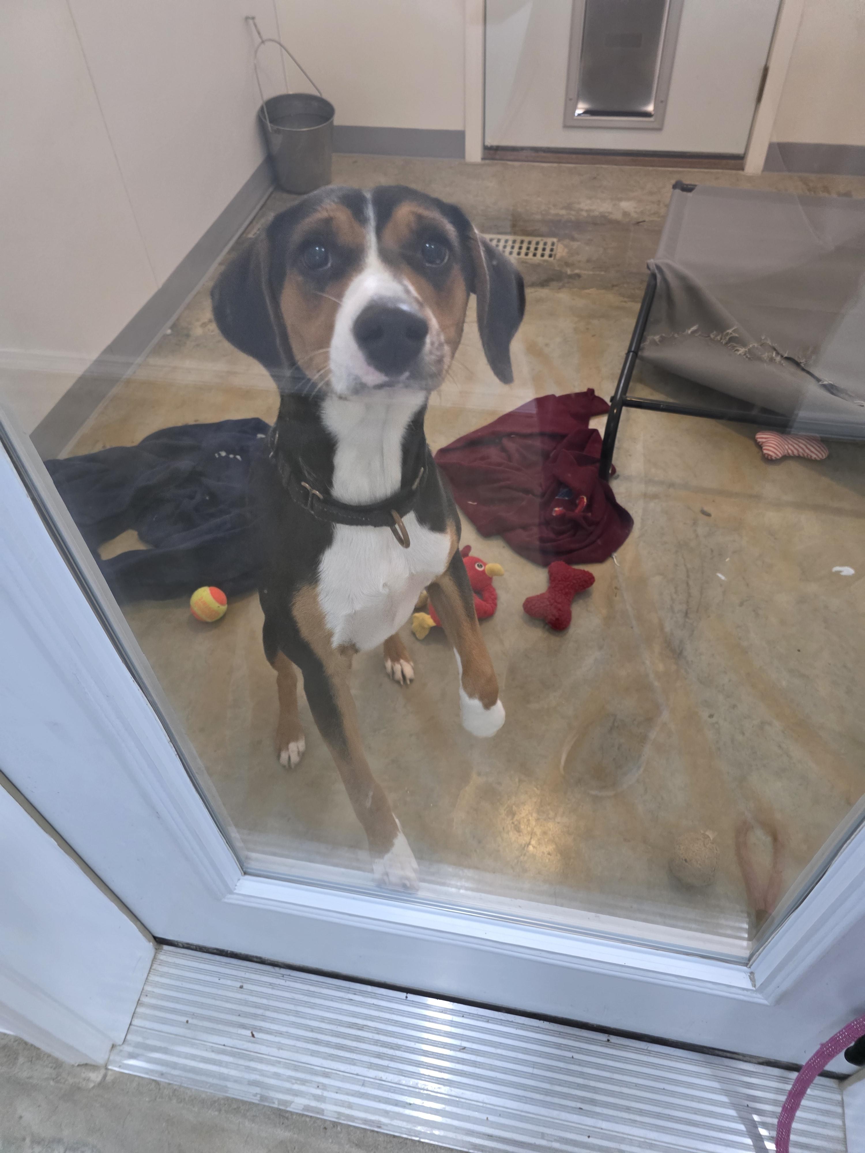 Koy, an adopted mixed breed in Jackson, MO image 2/3