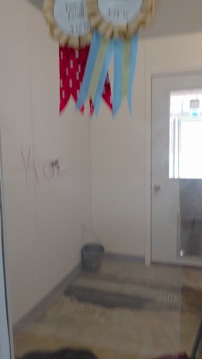 Enlarge Koy, an adopted mixed breed in Jackson, MO video 3/3