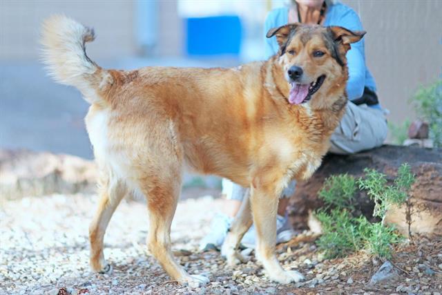 BROCK, Adoptable, Adult Male German Shepherd Dog & Great Pyrenees.