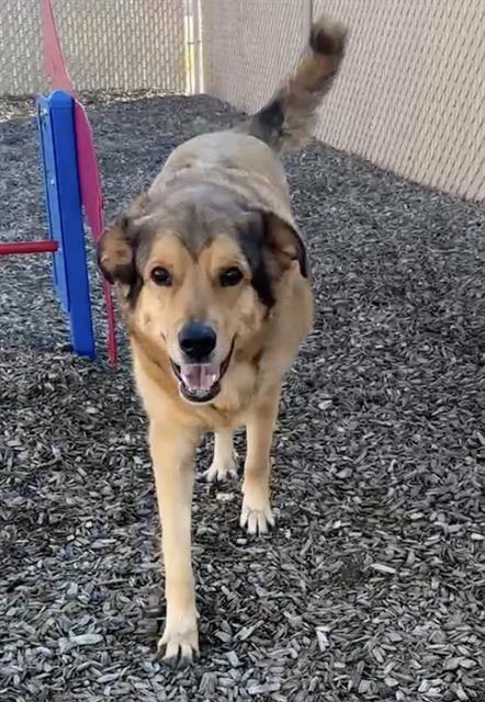BROCK, Adoptable, Adult Male German Shepherd Dog & Great Pyrenees.
