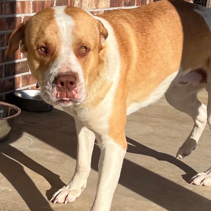Enlarge Hoss, a Adoptable mixed breed in Wadena, MN image 3/6