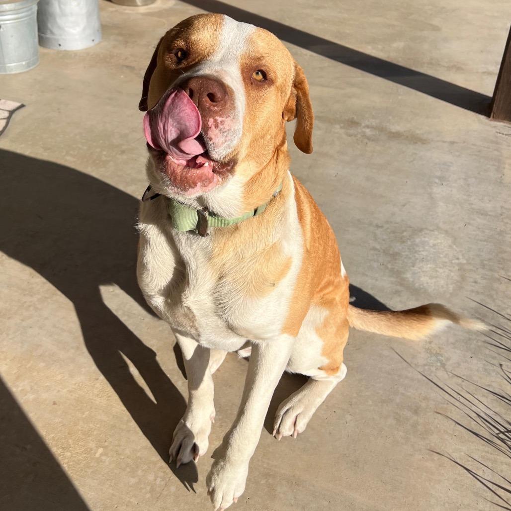 Enlarge Hoss, a Adoptable mixed breed in Wadena, MN image 4/6