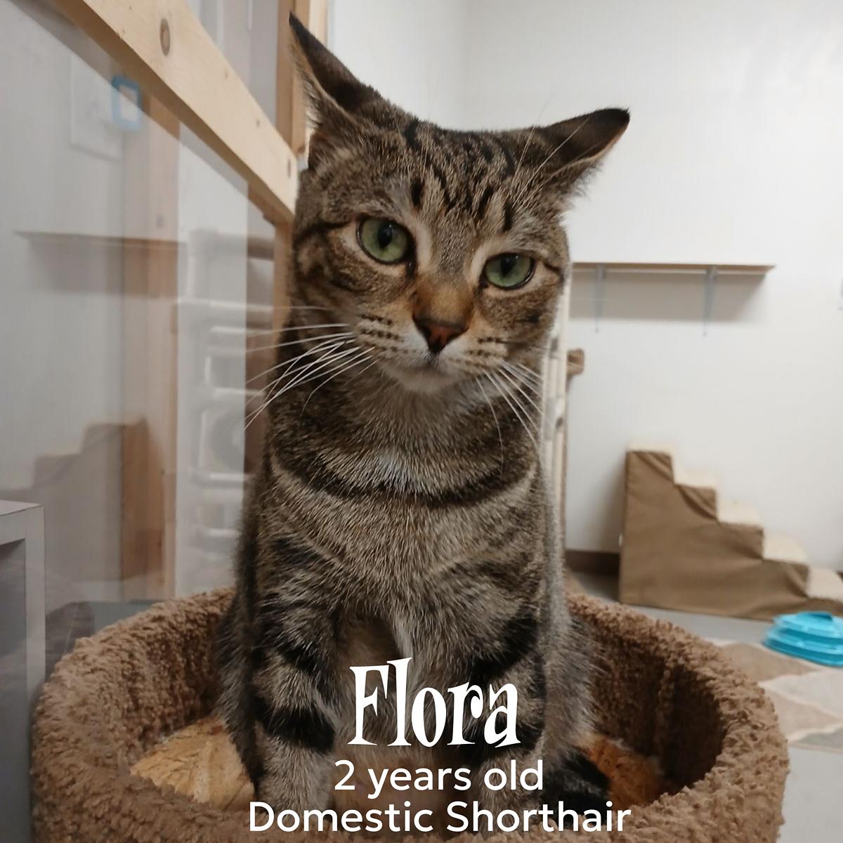 Flora, Adult Female Domestic Short Hair