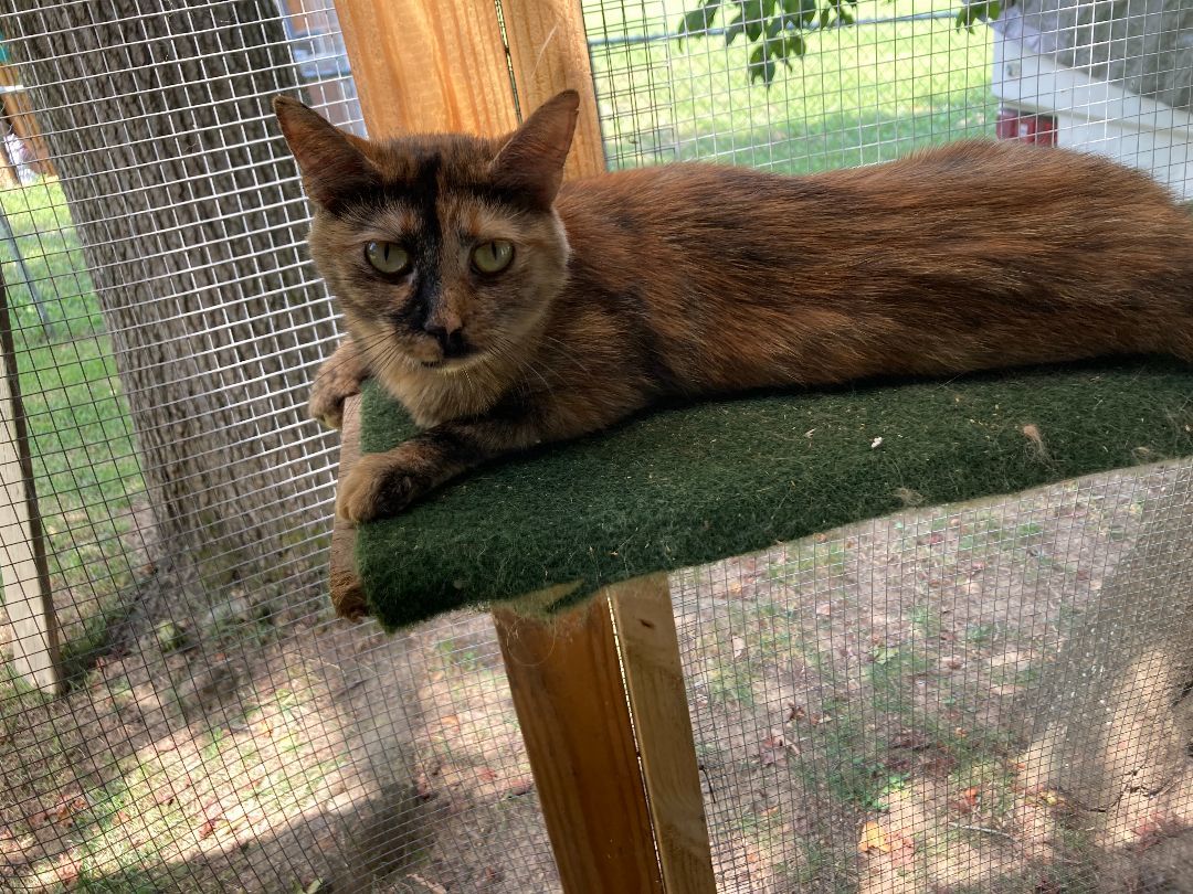 Enlarge Fiona, barn cat, a Adopted Domestic Short Hair in Greensboro, NC image 1/6