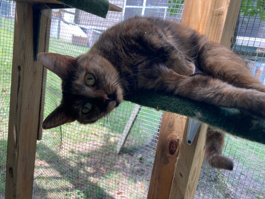 Enlarge Fiona, barn cat, a Adopted Domestic Short Hair in Greensboro, NC image 2/6