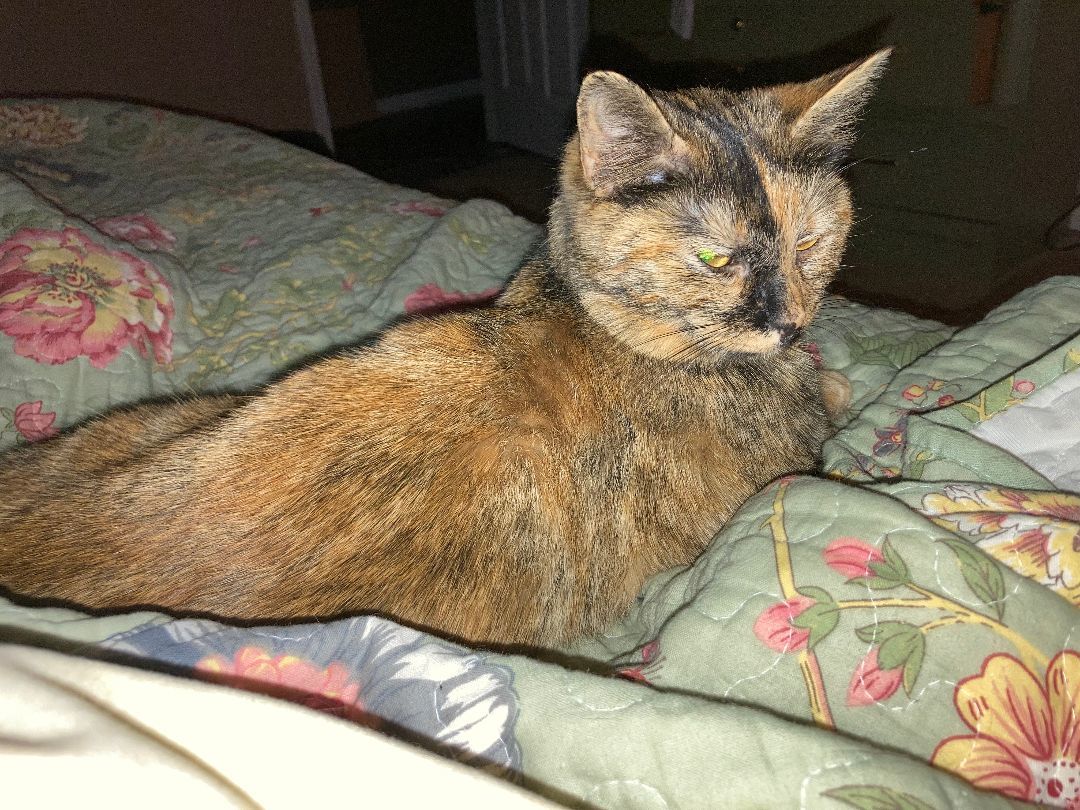 Enlarge Fiona, barn cat, a Adopted Domestic Short Hair in Greensboro, NC image 3/6