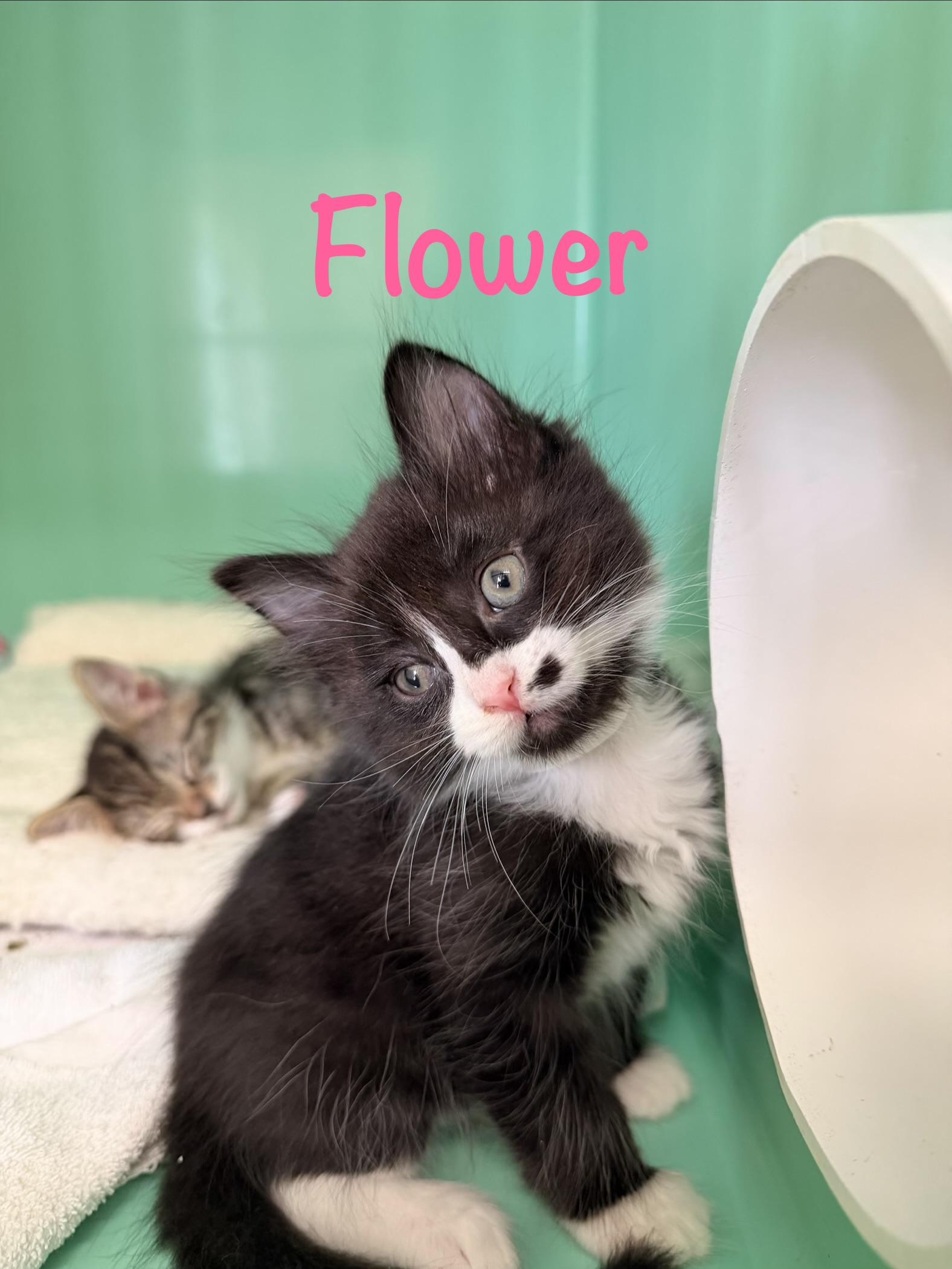 Flower, a ADOPTABLE Tuxedo in Crescent City, CA image 2/2