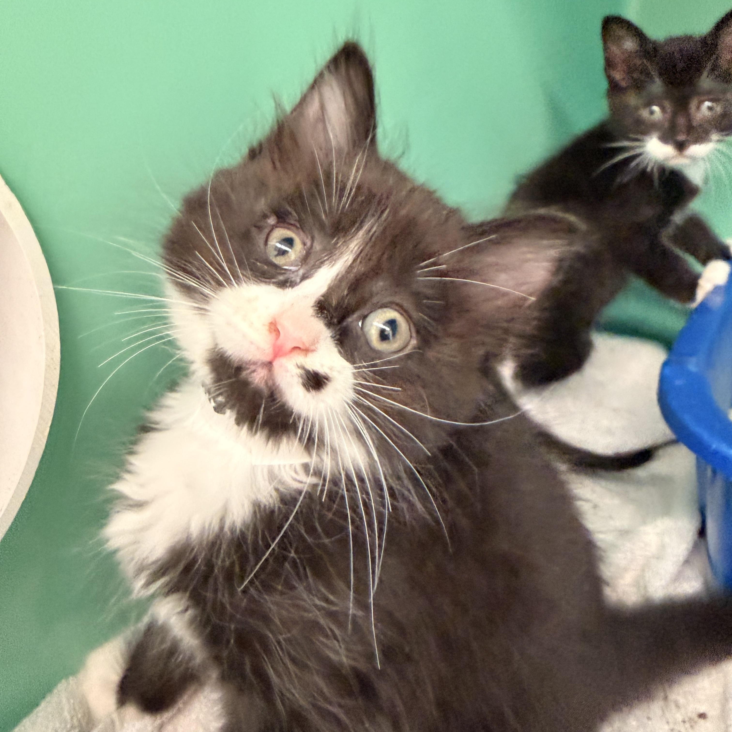 Flower, a ADOPTABLE Tuxedo in Crescent City, CA image 1/2