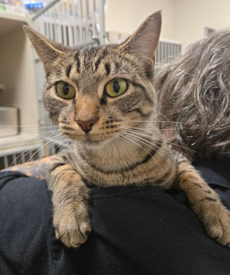 Enlarge Vitani, a Adoptable Tabby in New Rochelle, NY image 1/1