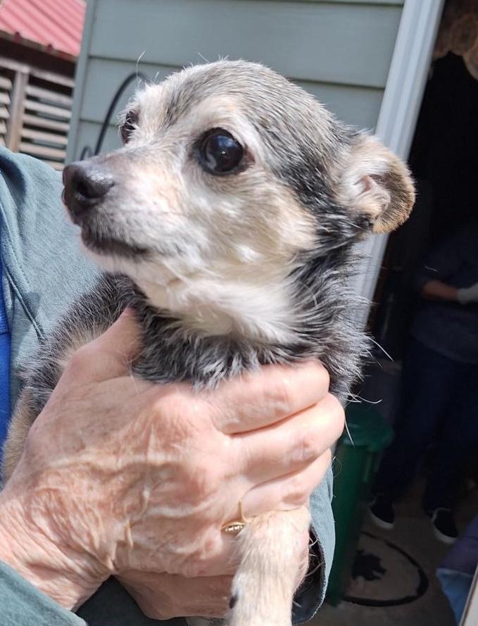 Bruno, ADOPTABLE, Senior Male Chihuahua & Terrier.