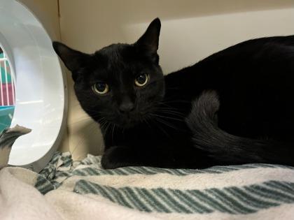 Enlarge Panther, a Adoptable mixed breed in Phoenix, AZ image 1/3