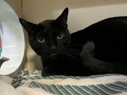 Enlarge Panther, a Adoptable mixed breed in Phoenix, AZ image 2/3