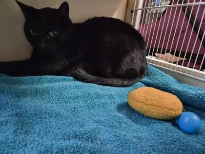 Enlarge Panther, a Adoptable mixed breed in Phoenix, AZ image 3/3