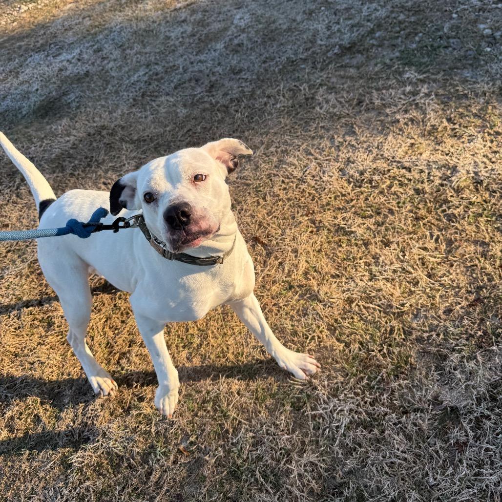 Snow, Adoptable, Adult Female American Bulldog.