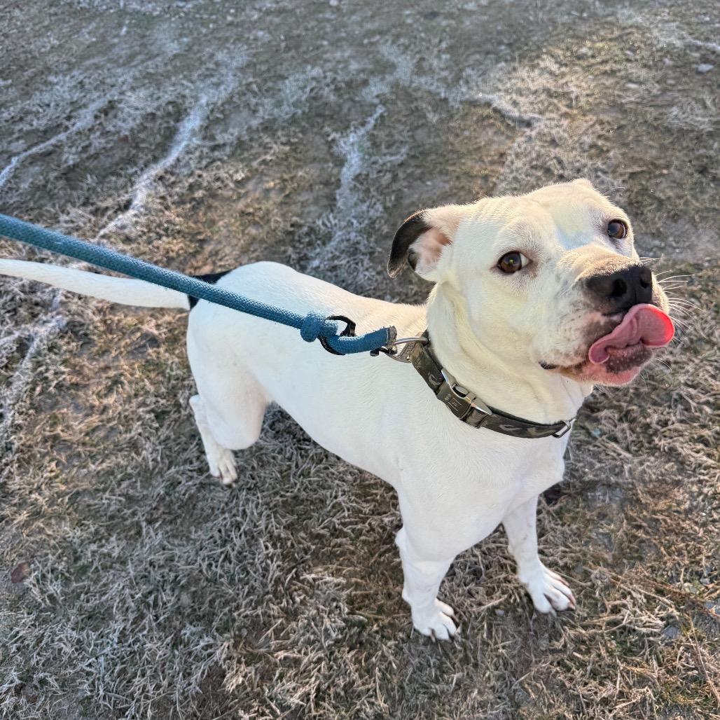 Enlarge Snow, a Adoptable American Bulldog in Millen, GA image 2/3