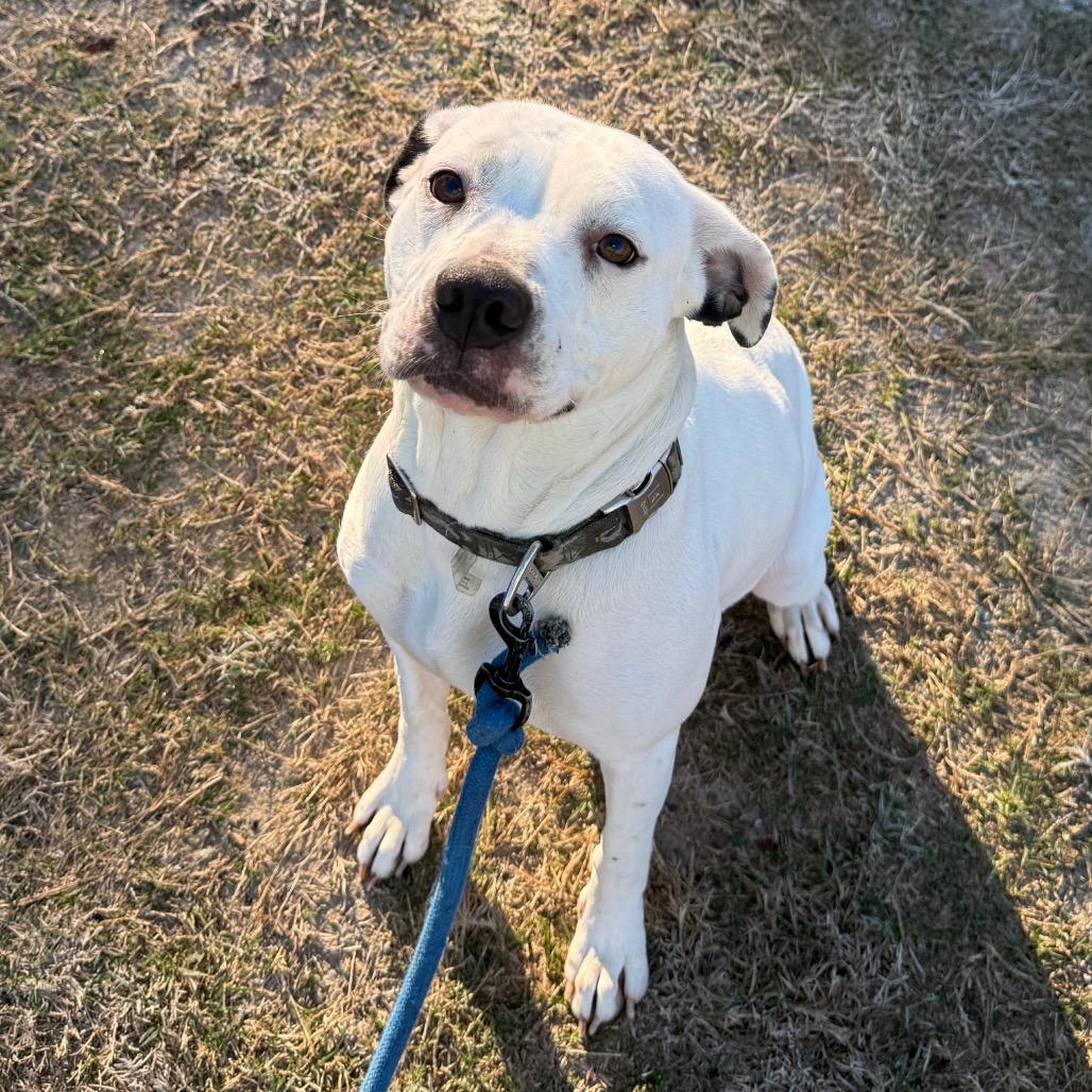 Enlarge Snow, a Adoptable American Bulldog in Millen, GA image 3/3