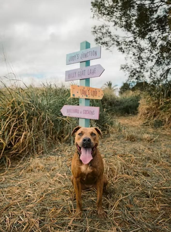 Enlarge Lila, a Adoptable mixed breed in Kapaa, HI image 1/1