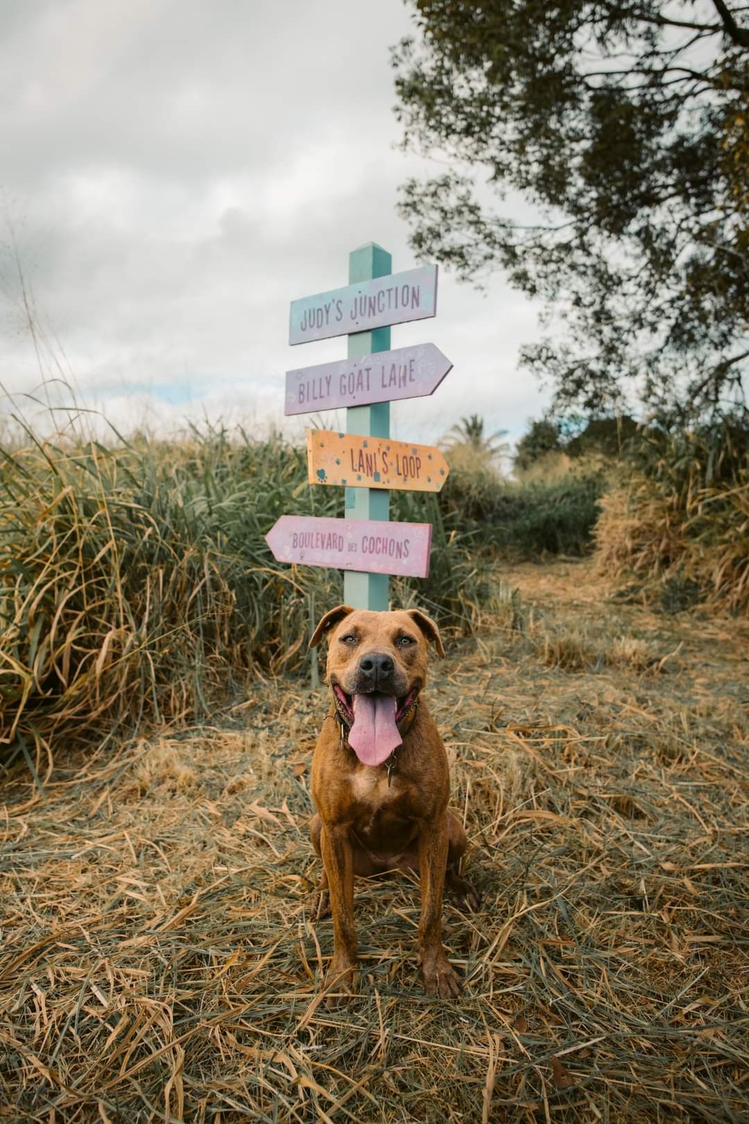 Lila, an adoptable Pit Bull Terrier Mix in Kapaa, HI_image-1