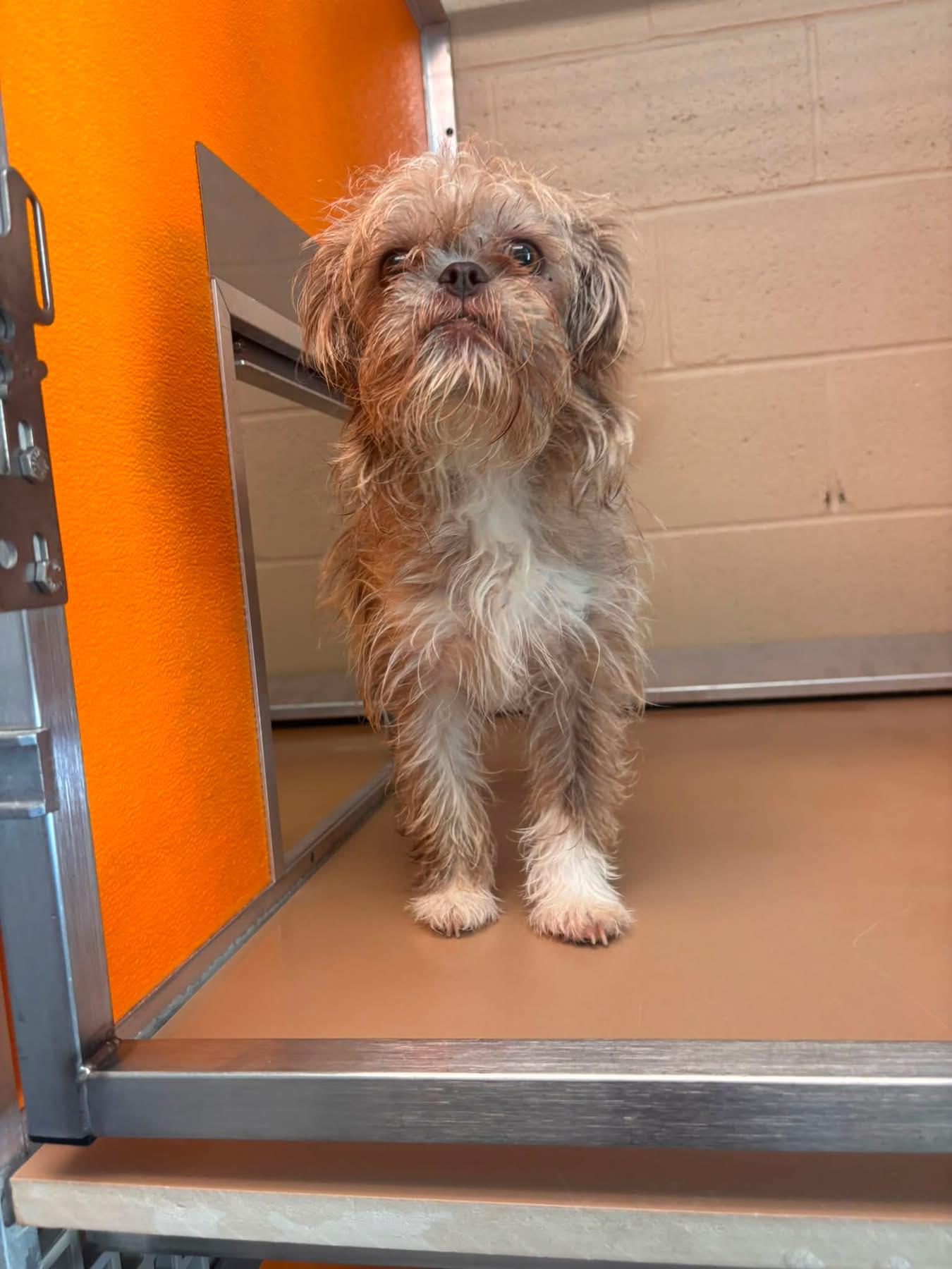 Enlarge Freedom, a Adoptable mixed breed in Broken Arrow, OK image 1/2