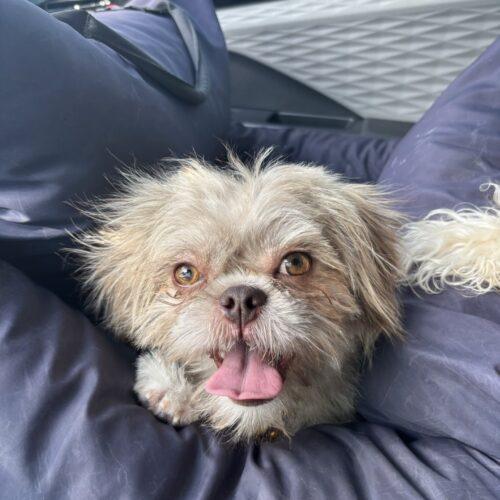 Freedom, Adoptable, Young Female Brussels Griffon & Mixed Breed.
