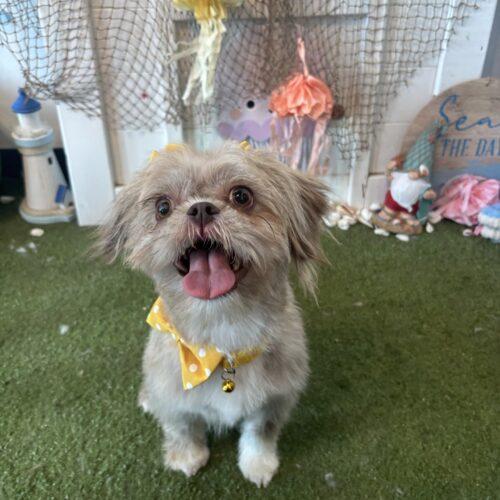 Enlarge Freedom, a Adoptable mixed breed in Broken Arrow, OK image 2/5