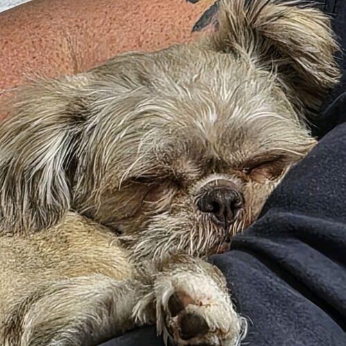 Enlarge Freedom, a Adoptable mixed breed in Broken Arrow, OK image 3/5