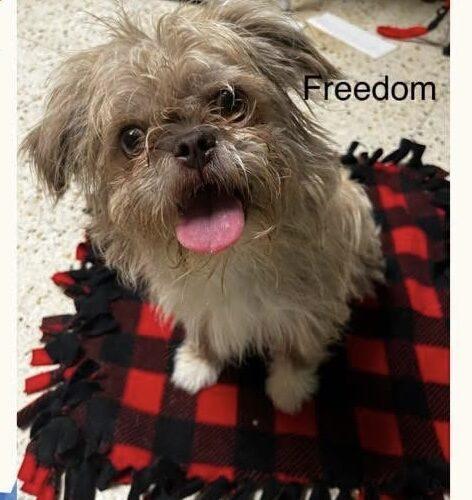 Enlarge Freedom, a Adoptable mixed breed in Broken Arrow, OK image 2/2