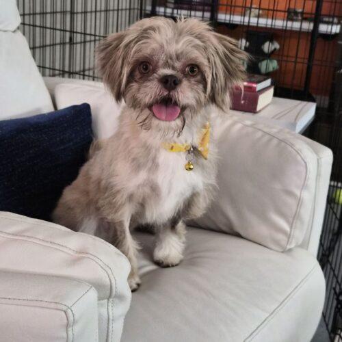 Enlarge Freedom, a Adoptable mixed breed in Broken Arrow, OK image 5/5