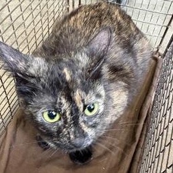 Enlarge Gnocchi at Coffee and the Cats, a Adoptable mixed breed in Rapid City, SD image 1/1