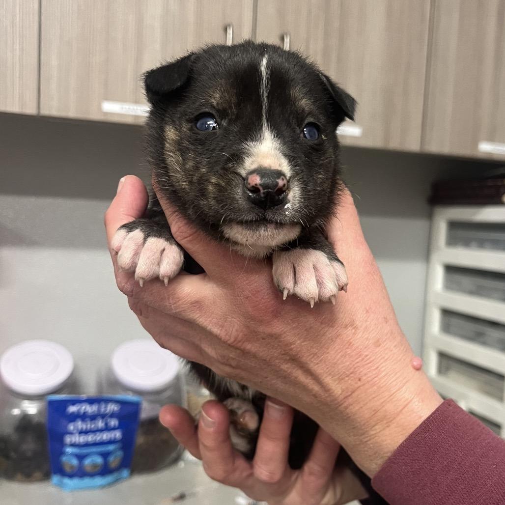 Enlarge S'mores aka Narley, a Adoptable Shepherd in Horn Lake, MS image 1/1