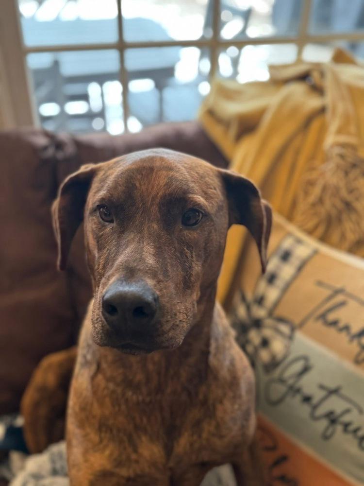 Floyd, Adoptable, Adult Male Plott Hound.