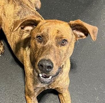Floyd, a Adoptable Plott Hound in Irwin, PA image 2/6