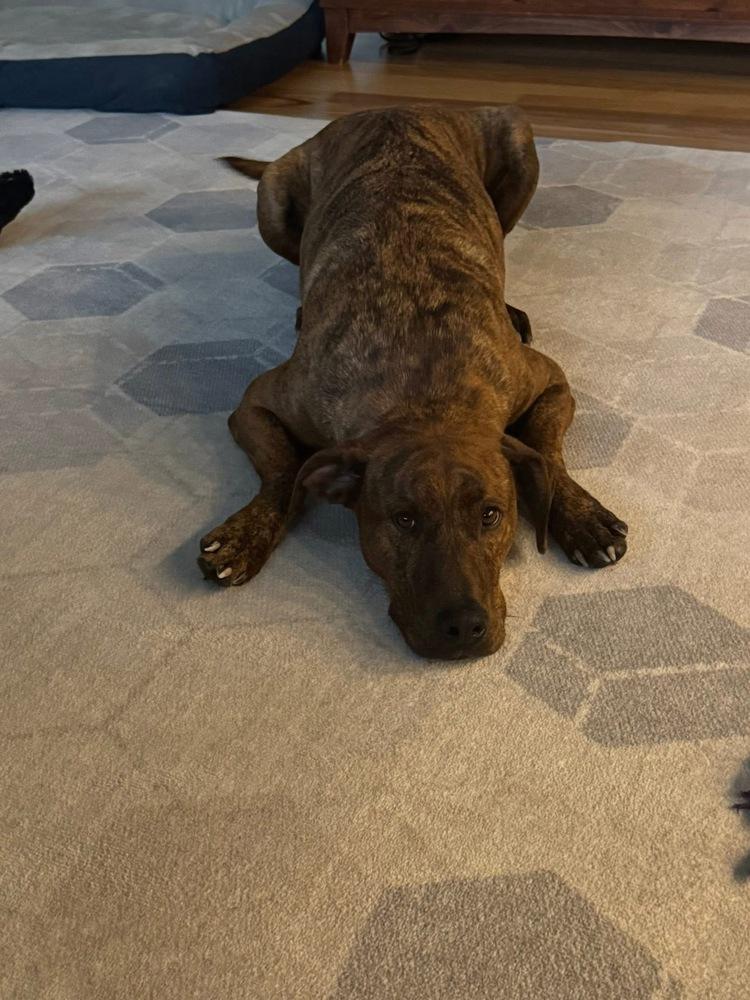 Floyd, a Adoptable Plott Hound in Irwin, PA image 3/6